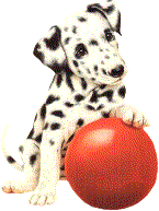 chien dalmatien balle rouge