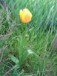 tulip-jaune.jpg