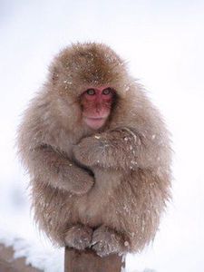 macaque.JPG