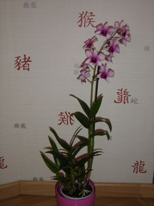 dendrobium-phalaenopsis-blanc-et-mauve.jpg