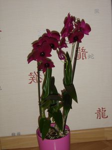 dendrobium-phalaenopsis-pourpre.jpg