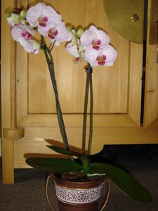 phalaenopsis marquise