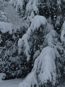 P1040126-copie-1.JPG