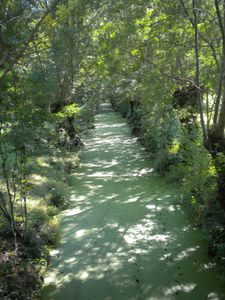 Balade dans le marais (11)