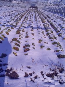 photneige100110 008