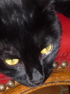 Chat noir aux yeux jaunes
