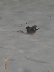 DSCN2068.JPG