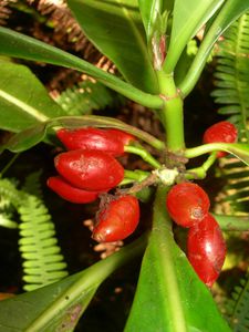 Tahiti-Marau-24 avril 2008-Psychotria speciosa fruits mûrs