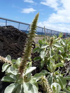 Oahu-Kaena-22 mai 2011-Achyranthes infrut