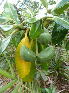 Nlle-Caledonie-Province Sud-25-26 juin 2011-Ochrosia