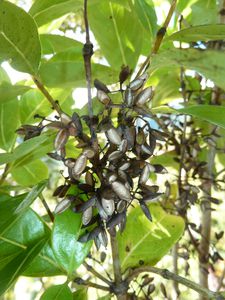 Tahiti-Piton Pirae-14-15 juillet-2011-Geniostoma fruits ouv