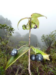 Hiva Oa & Ua Pou-29 aout-4 septembre 2011-Alyxia fruits