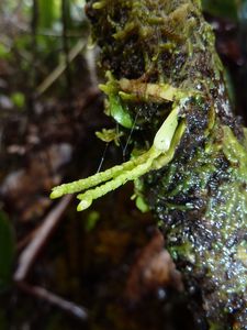 Hiva Oa & Ua Pou-29 aout-4 septembre 2011-Microtatorchis sp