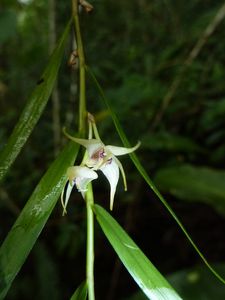 Maupiti-3-6 juillet 2012-Dendrobium biflorum fleurs