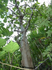 Maupiti-3-6 juillet 2012-Erythrina variegata tronc