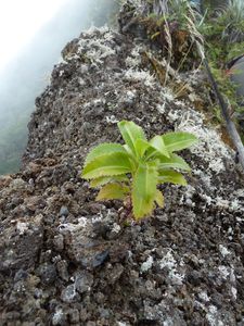 Tahiti-Pito Hiti-18 juin 2012-Bidens orohenensis plantule