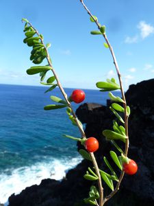 Rapa Nui-21-26 nov. 2012-Lycium sandwicensei fruits