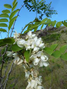 Rapa Nui-21-26 nov. 2012-Rano Kau-Robinia pseudoacacia infl