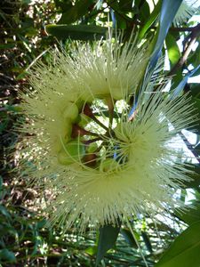 Rapa Nui-21-26 nov. 2012-Syzygium jambos infl