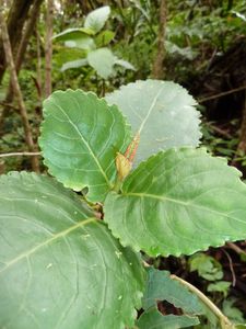 Tahiti-Fare Mato-23 janvier 2013-Cyrtandra mucronata feuill