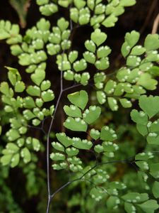 Tahiti-Fare Mato-26 février 2013-Adiantum raddianum fertil