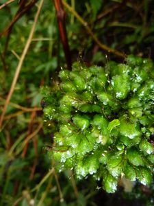 Tahiti-Fare Mato-26 février 2013-bryophyte