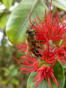 Tahiti-Fare Rau Ape-19 juin 2013-abeille