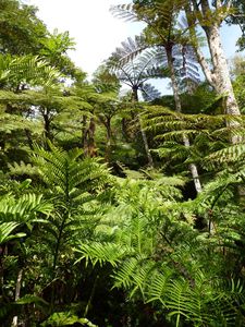 Tahiti-Marau-31 juillet 2013-Cyathea & Marattia