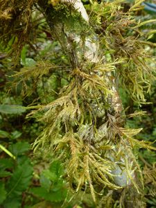 Tahiti-Fare-Mato-13 dec 2013-Hypnodendron sp.