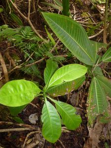 Tahiti-Mont Oliviers-14 janv 2014-Psychotria speciosa plant