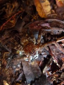 Tahiti-Mont Oliviers-14 janv 2014-araignée wolfspider