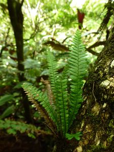 Moorea-Col Haapiti-25 mars 2014-Grammitis blechnoides