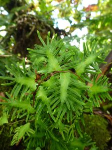 Moorea-Col Haapiti-25 mars 2014-Lygodium reticulatum