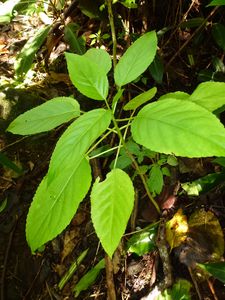 Moorea-Col Haapiti-25 mars 2014-plantule Claoxylon