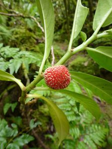 Tahiti-Te Faaiti-03 mars 2014-Procris fruit