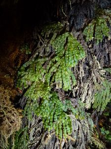 Moorea-Mouaputa-01 avril 2014-Trichomanes taeniatum