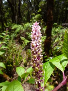 Hawaii-Kauai-Alakai-July 2014-Polygonaceae