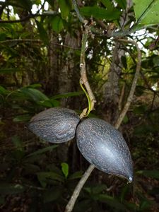 Hawaii-Maui-Auwahi-July 2014-Ochrosia fruits