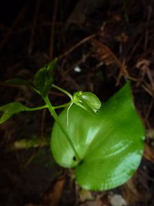 Tahiti-Belvédère-14 aout 2014-Liparis clypeolum fleur (JY