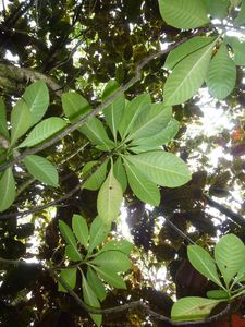 Tahiti-Col Hamuta-14 aout 2014-Psychotria speciosa en fruit