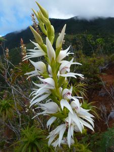 Nlle Calédonie-Mt Mou-23 nov 2014-orchidée inflo gigas