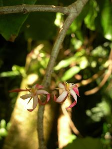 Tahiti-Papehue-9 mars 2010-Ixora setchellii fleurs