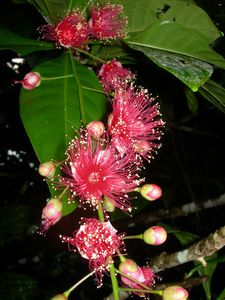 Samoa-24-27 mai 2010-Syzygium flowers