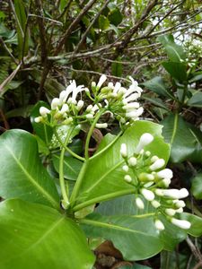 Nuku Hiva-Toovii-10-14 aout 2010-Psychotria florencei