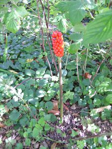 Arum-fruits-051.JPG