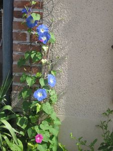 ipomee-fleurs-ete.jpg
