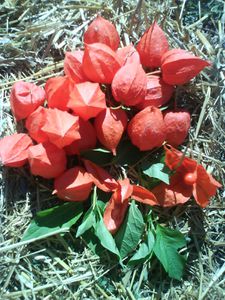 baies-orangees-physalis.JPG