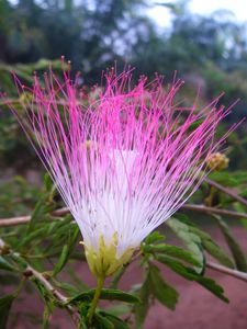 fleur pompom