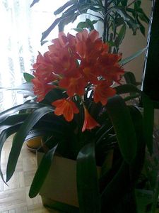 Chez-Huguette-Le-beau-clivia-25-mars-2013.jpg