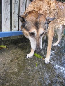 Dans l'eau un dimanche (14)